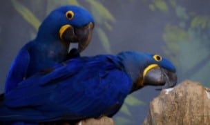 burung-macaw-hyacinth