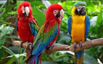 burung-macaw