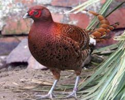 Burung Copper Pheasant