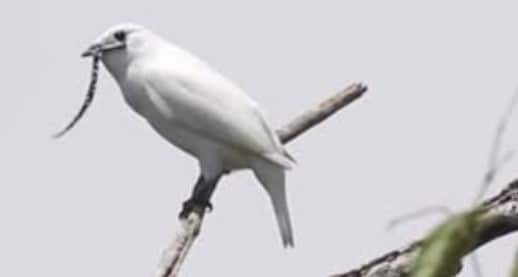 burung lonceng putih