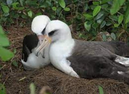 gambar burung albatros