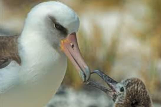 5 Fakta Menarik Burung Albatros