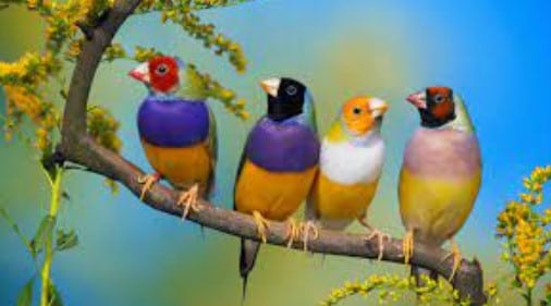 5 spesies burung unik di kolombia