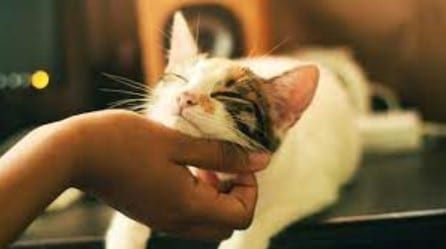 Berikut 9 Kegunaan Memiara Kucing untuk Tubuh