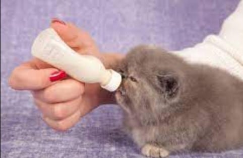 Berikut Susu Untuk Bayi Kucing Yang Mudah Dijumpai