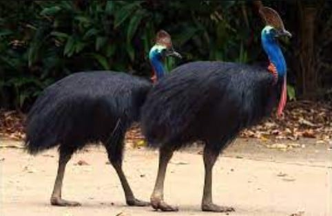 Fakta Menarik Burung Kasuari dari Papua