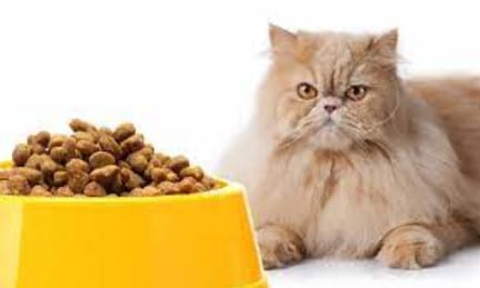 Makanan Kucing Persia Yang Baik Untuk Bulunya