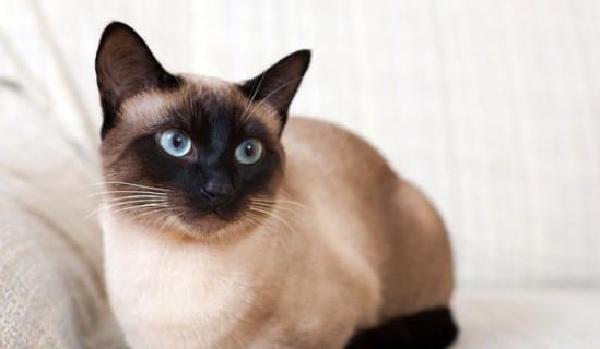 Mengenal Kucing Siam Si Cantik Yang Terancam Punah