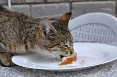 makanan yang tidak boleh untuk kucing hamil