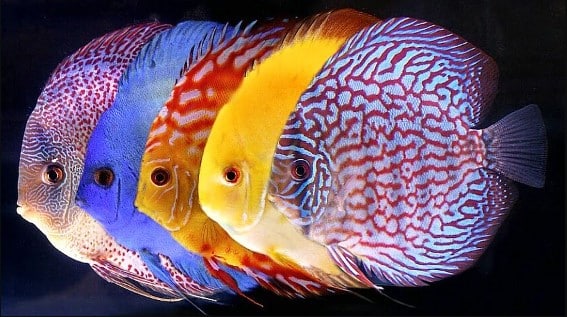 Mengenal Ikan Discus Ciri Ciri dan Jenisnya