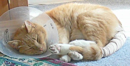 cara mengobati luka bernanah pada kucing