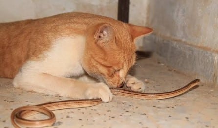 ular takut kucing