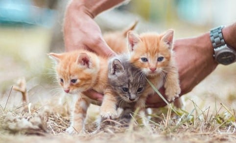 5 Dampak Buruk Pisahkan Anak Kucing Terlalu Cepat
