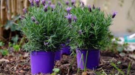 6 Cara Menanam Bunga Lavender di Rumah