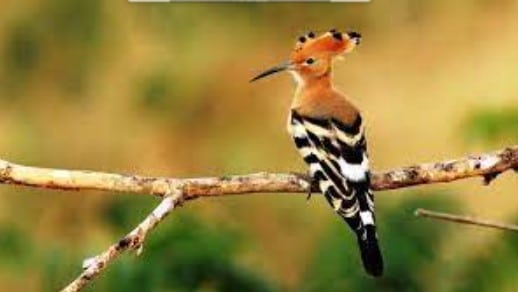 6 Fakta Unik dan Menarik tentang Burung Hudhud