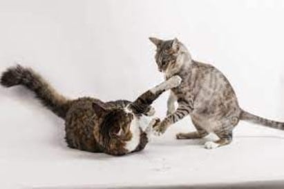 6 cara mendisiplinkan kucing peliharaan