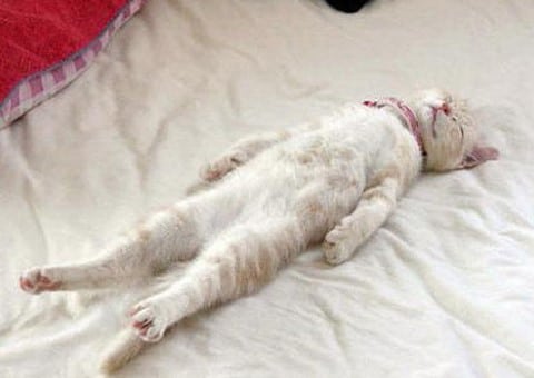 arti posisi tidur kucing saat sakit