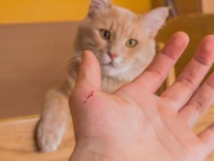 bahaya gigitan kucing liar