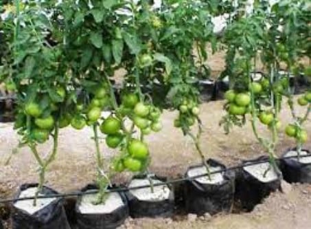 cara menanam tomat agar berbuah banyak