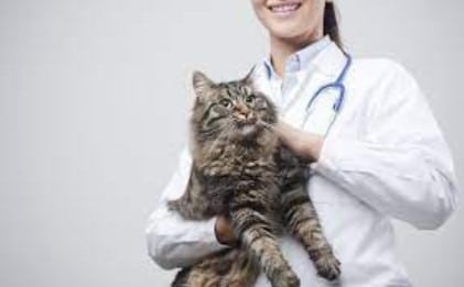 6 Masalah Kesehatan Kucing Paling Umum