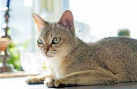 karakteristik kucing singapura