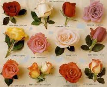 10 Jenis Bunga Mawar Paling Populer