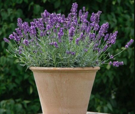 Lavender Inggris
