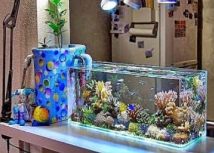 manfaat memelihara ikan di akuarium