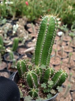 tampilan kaktus san pedro