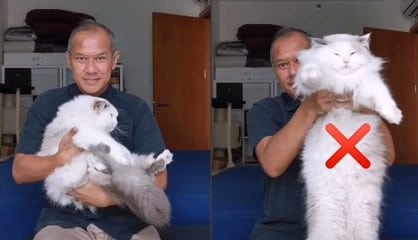 cara menggendong kucing hamil