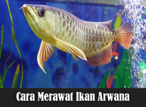 Cara Merawat Ikan Arwana