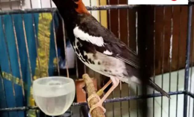 Mengenal Jenis Burung Anis Kembang (Makanan Harga dan Suara)