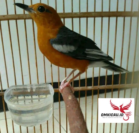 Mengenal Ciri Burung Anis Merah Karakter Cara Merawat Suara
