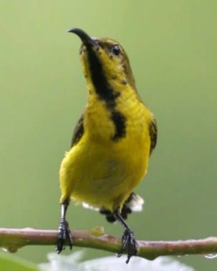 kolibri-sriganti