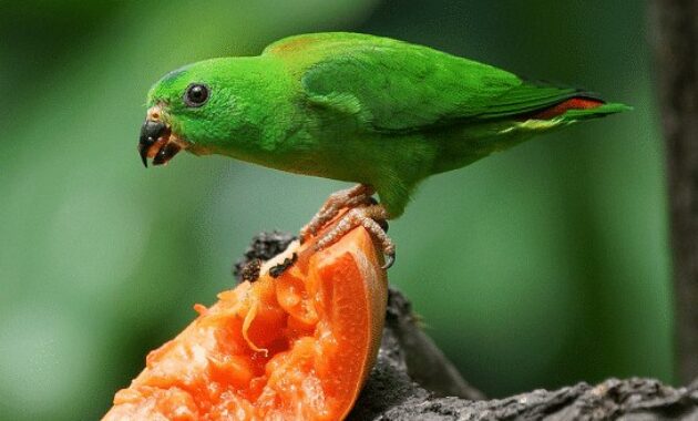 Jenis  Burung  Serindit Makanan Harga Sangkar  dan Suara 