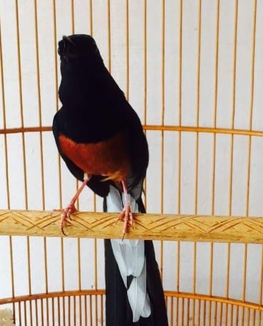 Suara Mewah Kicauan Burung Murai Batu | omkicau.id