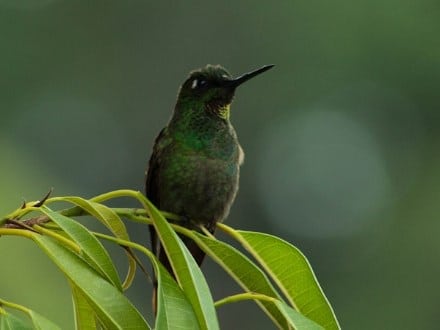 jenis-kolibri
