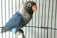 lovebird-biru-mangsi