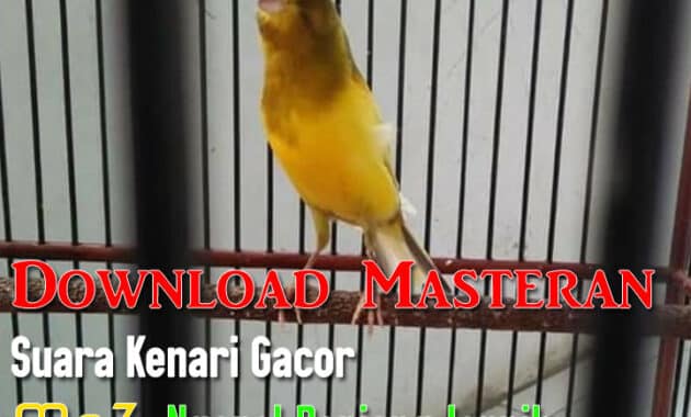 download suara burung cendet juara 1