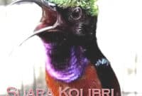 suara-kolibri