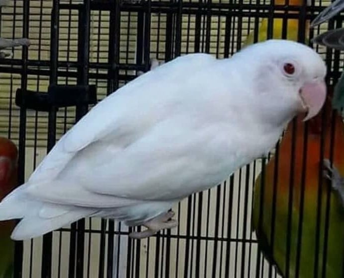 lovebird-albino