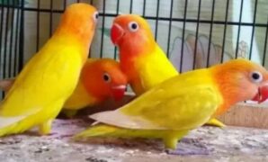 lovebird-pastel-kuning