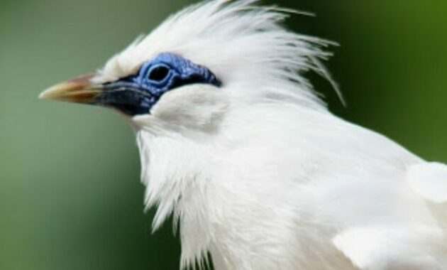7 Jenis Burung Langka Hampir Punah Yang Ada Di Indonesia