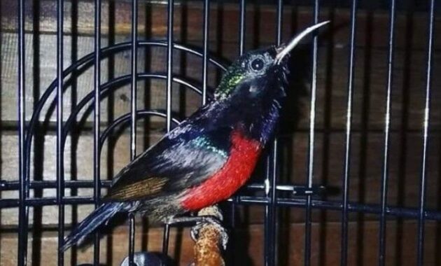 kolibri