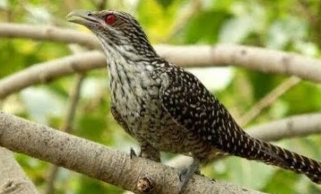 6 Jenis Burung Penuh Mitos Di Indonesia | omkicau.id