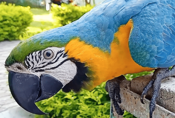 Gambar-Burung-Blue-and-Gold-Macaw