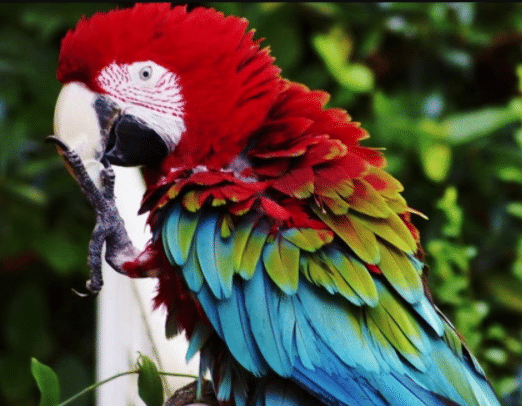 Gambar-Burung-Green-Winged-Macaw