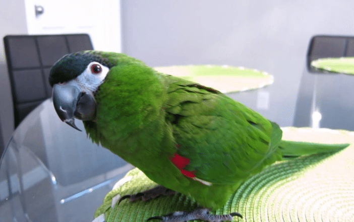 Gambar-Burung-Han's-Macaw