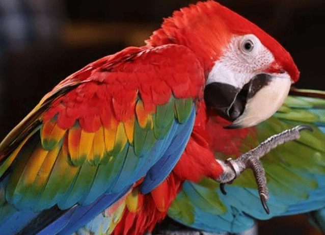 Gambar-Burung-Scarlet-Macaw