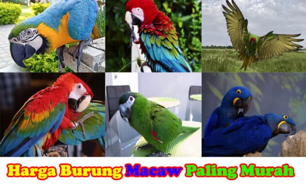 harga-burung-macaw